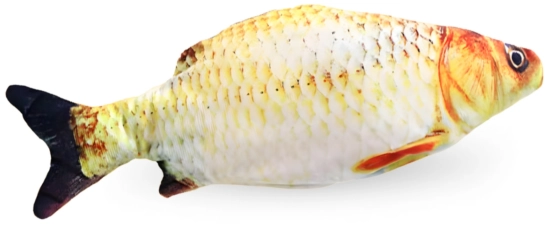 Crucian carp