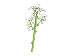 Baby's Breath