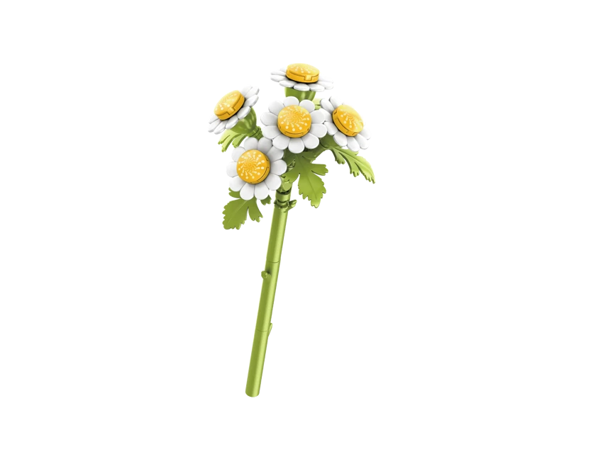 Chamomile