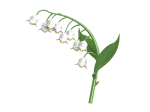 Lily of the valley