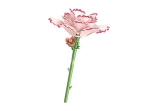Carnation