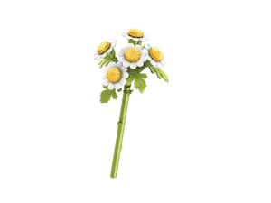 Chamomile