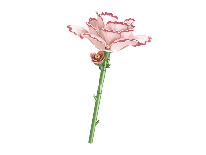 Carnation