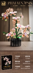 Champagne Orchid